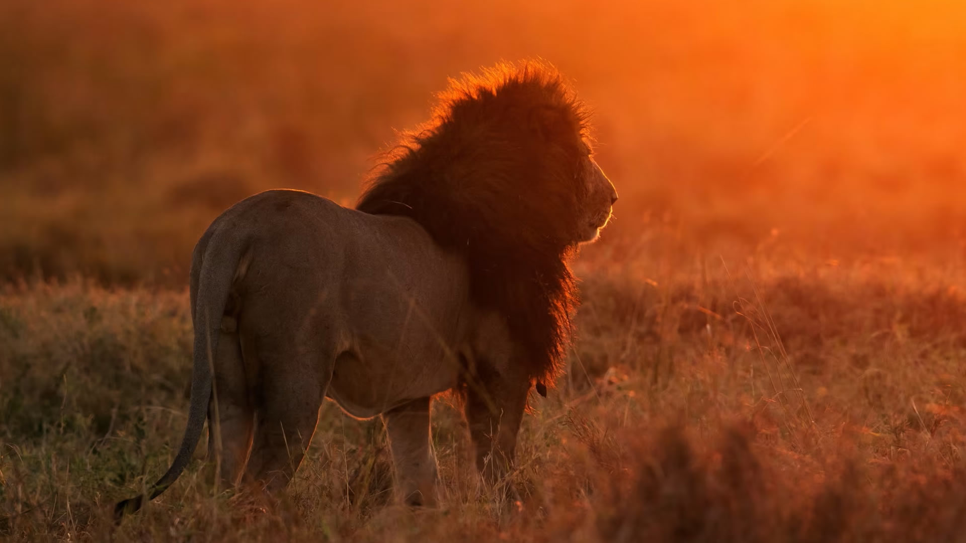 8 Days Luxury Fly-In Safari — Samburu & Maasai Mara