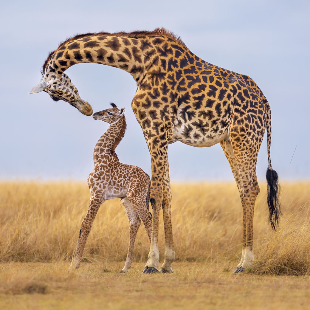 Short Classic Safaris