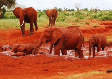Read more about the article 3 Days Tsavo East & West Safari